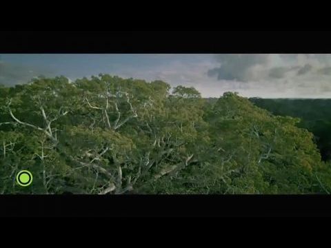 Volt egyszer egy erdő