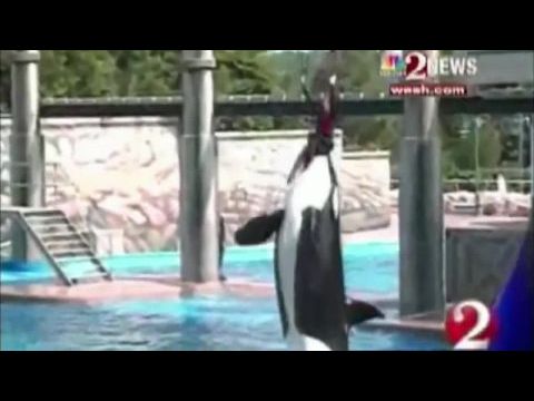 Blackfish - Egy kardszárnyú delfin története