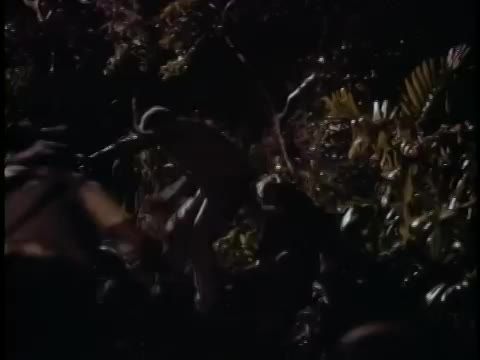 A híradó sztárjai