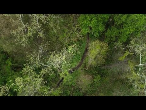 A Serengeti szabályai (A tápláléklánc titkai)