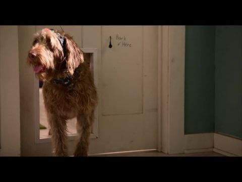 Gondolkozz kutyául!