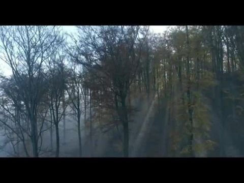 A fák titkos élete