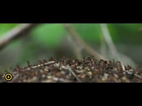 A tölgy - Az erdő szíve