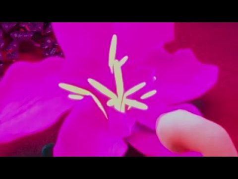 My Little Pony: Bridlewoodstock