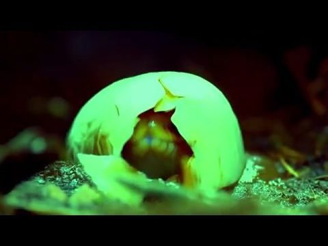 Anaconda: Death Coil
