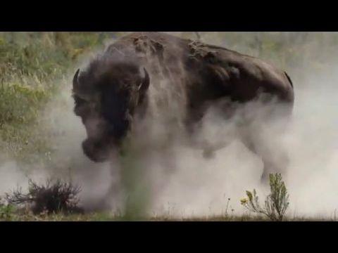 Saving Yellowstone