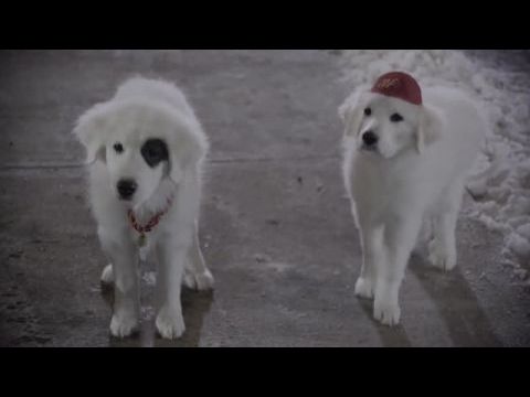 Karácsonyi kutyabalhé 2. - A kölykök