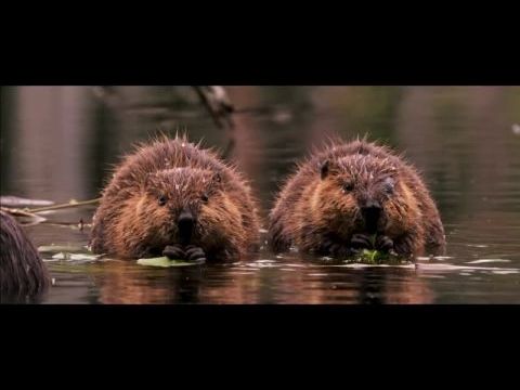 Vad Észak - Mese az ezer tó országából