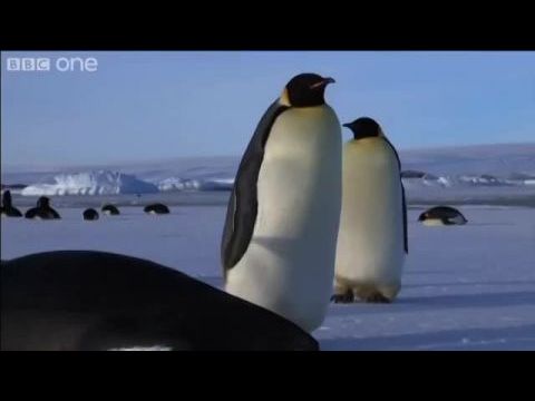 Pingvinek – Kém a kolóniában