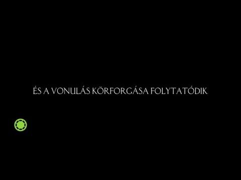 Pingvinek vándorlása 2.