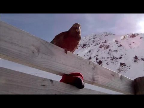 Superhirn im Federkleid - Kluge Vögel im Duell