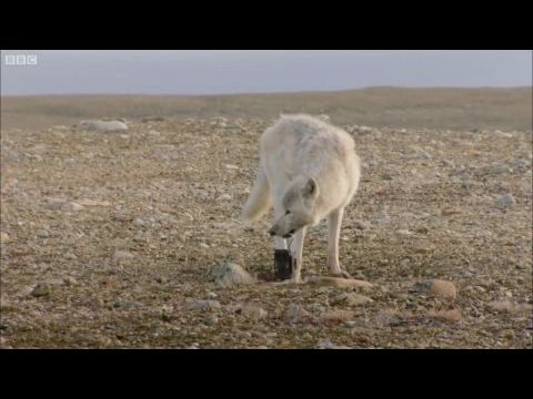 A fehér farkasok földjén