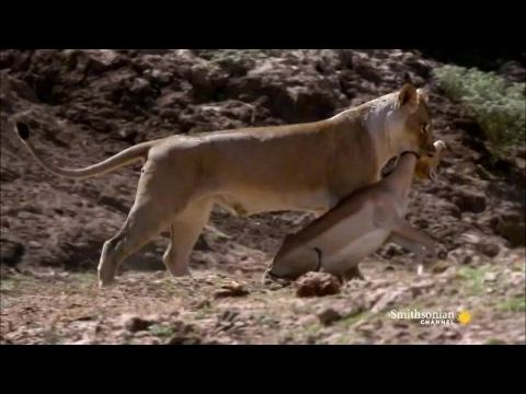 Turf War: Lions and Hippos