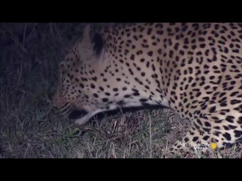 Leopárd sors - Küzdelem az életért