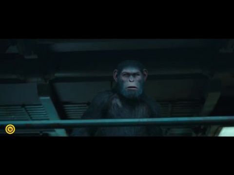 A majmok bolygója: Háború