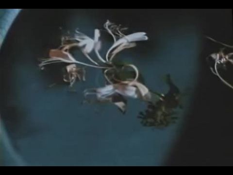 A zöld papaya illata