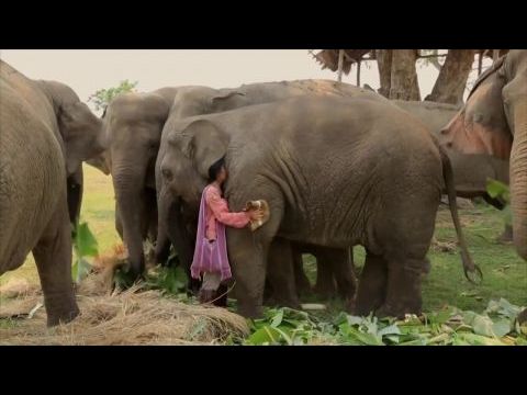 Ivory. A Crime Story