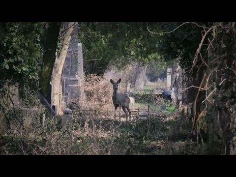 Vienne avant la nuit