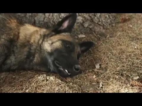 Egy rendőrkutya kalandjai: Karácsonyi történet