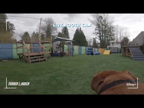 Egyik kopó, másik eb