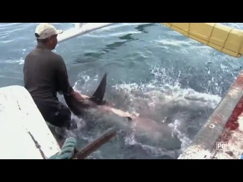 Mentsd meg ezt a cápát!