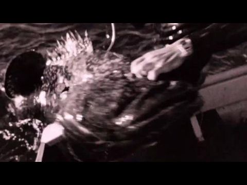 Életem a cápák között