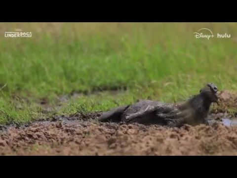 Bizarr természet - 1. évad