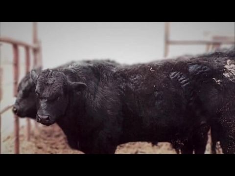 Hunt For The Skinwalker