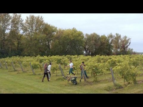 Love in Harmony Valley