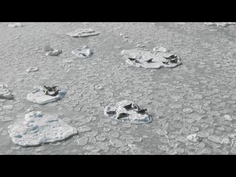 Sealers: One Last Hunt