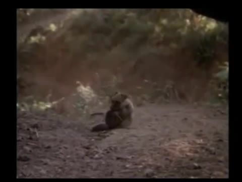 A  szavannák kutyája