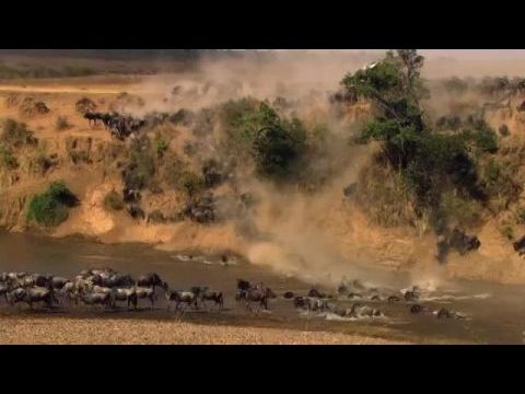 Afrikai macskák - A bátorság birodalma