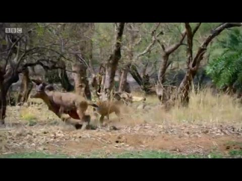 David Attenborough: Az élet színei