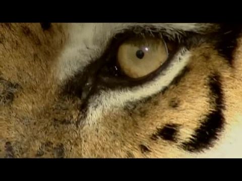 Taru tigriskirálynője