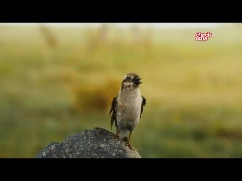 A király három gyermeke