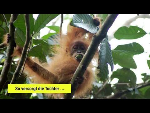 Gober, avagy egy orangután sorsa