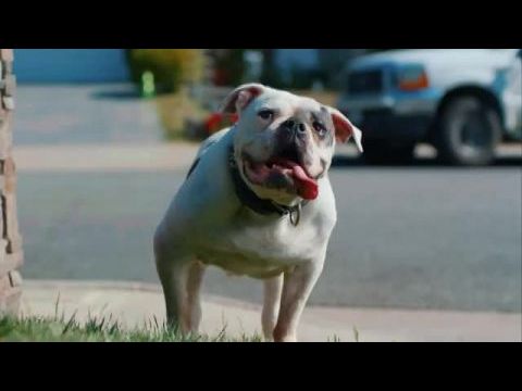 Kutyaösszeesküvés