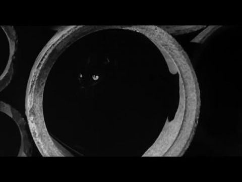 Walk on the Wild Side