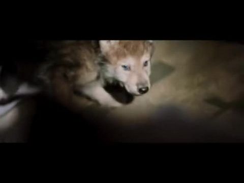 A farkas és az oroszlán