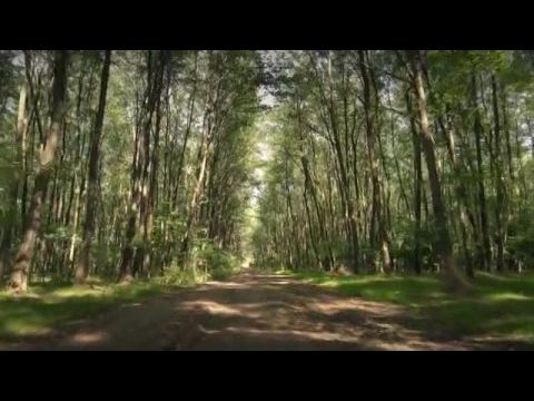 Az akác és méze, a legmagyarabb fa története