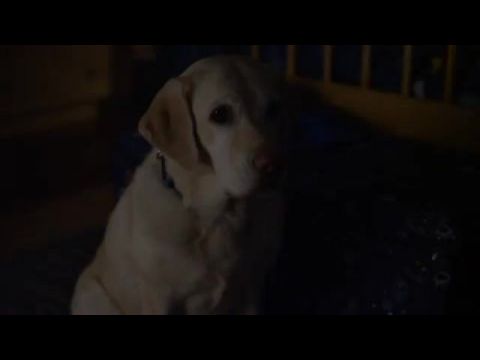 The Adventures of RoboRex