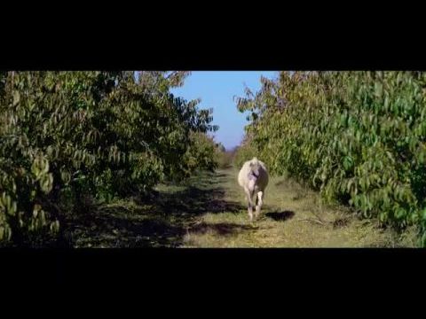 Sparkle: Az egyszarvú meséje