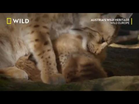 Ausztria vad öröksége