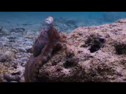 A polipok titkai - 1. évad