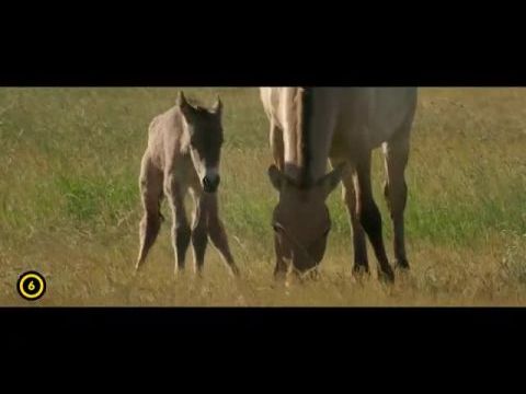 Vadlovak - Hortobágyi mese 