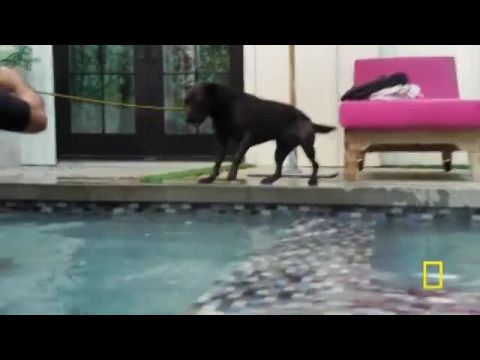 Cesar Millan: Jó gazdi, jó kutya