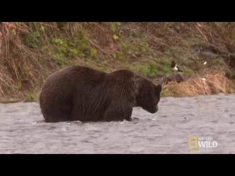 Alaszka túlélőbajnokai