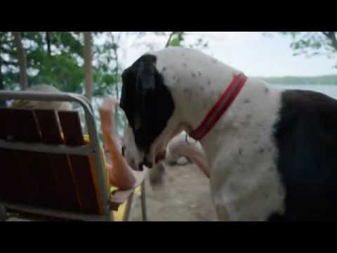 Különleges kutyamunkák