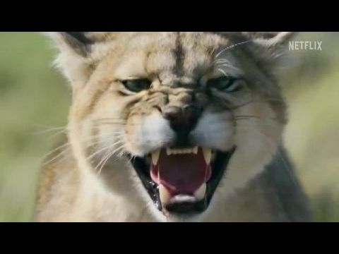 Csúcsragadozók harca - 1. évad