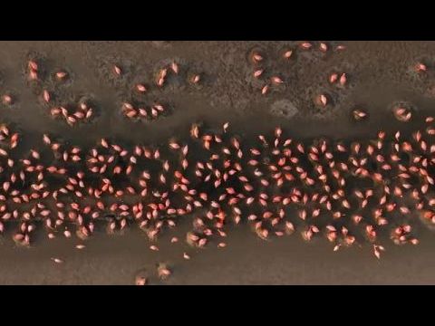 David Attenborough: A hangok titokzatos világa - 1. évad